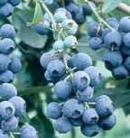 Becki Blue Blueberry Bush (2.5 Quart) Deciduous Fruit-Bearing Shrub - Full Sun Live Outdoor Plant