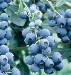 Becki Blue Blueberry Bush (2.5 Quart) Deciduous Fruit-Bearing Shrub - Full Sun Live Outdoor Plant
