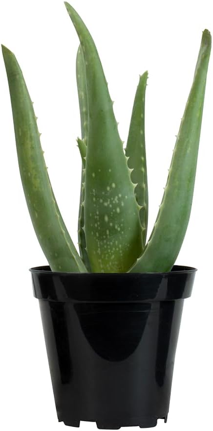 PFPX 9CM Aloe Vera (Solo) V2