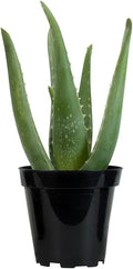 PFPX 9CM Aloe Vera (Solo) V2