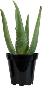 PFPX 9CM Aloe Vera (Solo) V2