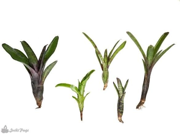 Josh's Frogs Bromeliad Bundle (5 Plants)