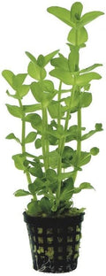 Potted Live Aquarium Plants | Freshwater Aquatic Plants for Aquariums (Moneywort, 5 Pack)