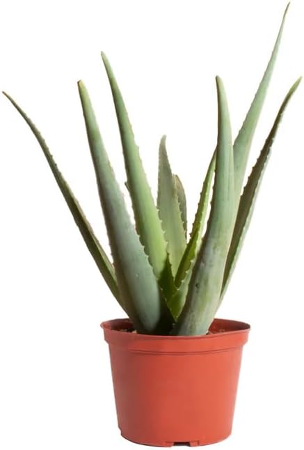 Generic Aloe Vera (Aloe Barbadensis) Live Plant, 4-Inch Pot BSBD, green