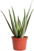 Generic Aloe Vera (Aloe Barbadensis) Live Plant, 4-Inch Pot BSBD, green