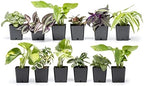 Altman Plants Live Pothos Plants (4PK) and Assorted Indoor Plants (12PK) Bundle