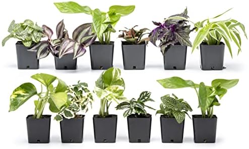 Altman Plants Live Houseplants (12PK), Indoor Plants for Delivery Prime & Costa Farms Live House Plants (6 Pack), Easy Grow Houseplants, Potted in Indoor Garden Plant Pots