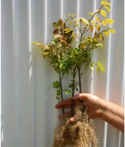 Set 5 Dwarf Burning Bush Shrubs, Bare Roots Plants, 6-10 Inch Burning Bush Plant for Growing Outdoor, Colorful Live Shrub