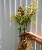 Set 5 Dwarf Burning Bush Shrubs, Bare Roots Plants, 6-10 Inch Burning Bush Plant for Growing Outdoor, Colorful Live Shrub