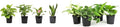 Live Pothos Plants (4PK) + Classic Houseplant Collection (4PK) - Low Maintenance Indoor Plants Purify Air, Easy to Grow Hanging Plants and Trailing Vines in 4 Inch Nursery Pots
