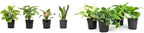 Live Pothos Plants (4PK) + Classic Houseplant Collection (4PK) - Low Maintenance Indoor Plants Purify Air, Easy to Grow Hanging Plants and Trailing Vines in 4 Inch Nursery Pots