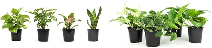 Live Pothos Plants (4PK) + Classic Houseplant Collection (4PK) - Low Maintenance Indoor Plants Purify Air, Easy to Grow Hanging Plants and Trailing Vines in 4 Inch Nursery Pots