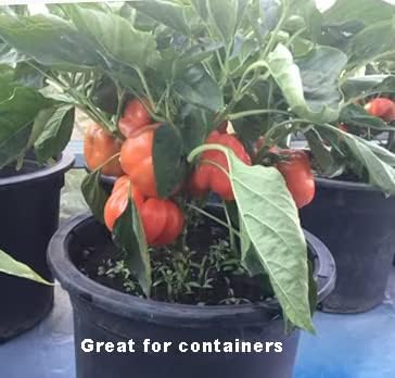 Bundle: Sweet Pepper Seeds California Wonder + Asian Long Eggplant Seeds Ping Tung