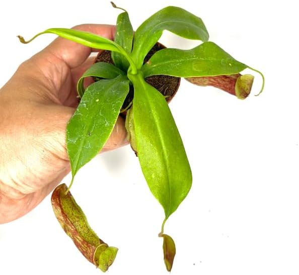 Pitcher Plant Live - Nepenthes Carnivorous Plants Live - Exotic - Easy to Grow, Air Purifying, Indoor House Plants Flowers for Home, Office, Wedding Decor & Birthday Gift (Heat Pack Included)