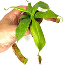 Pitcher Plant Live - Nepenthes Carnivorous Plants Live - Exotic - Easy to Grow, Air Purifying, Indoor House Plants Flowers for Home, Office, Wedding Decor & Birthday Gift (Heat Pack Included)
