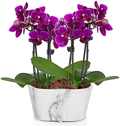 From You Flowers - Picturesque Purple Mini Orchid for Birthday, Anniversary, Get Well or Celebration