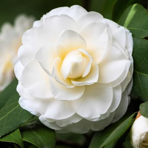 9 Months Old Camellia Tree Live Plant, Camellias Plants Shrub, Large Flower Well-Rooted in Pot, Indoor Outdoor, Cold Hardy (White)