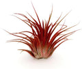 Lonantha Guatemala Tillandsia Live Air Plants- Live Tillandsia Succulent Great for House Indoor Plants, Home Decor & Gift (Red)
