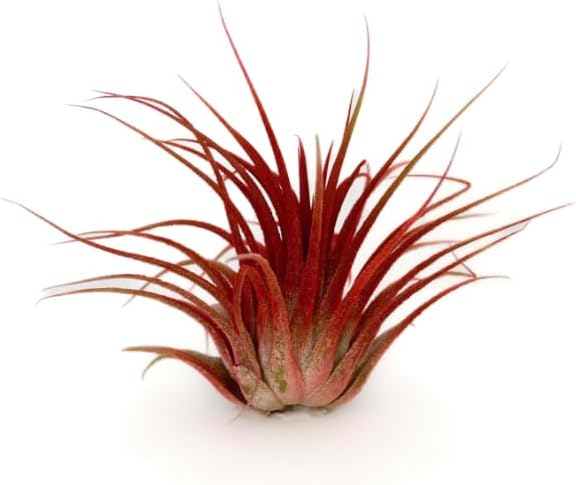 Lonantha Guatemala Tillandsia Live Air Plants- Live Tillandsia Succulent Great for House Indoor Plants, Home Decor & Gift (Red)