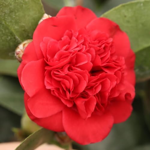 9 Months Old Camellia Tree Live Plant, Camellias Plants Shrub, Large Flower Well-Rooted in Pot, Indoor Outdoor, Cold Hardy (Red)
