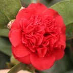 9 Months Old Camellia Tree Live Plant, Camellias Plants Shrub, Large Flower Well-Rooted in Pot, Indoor Outdoor, Cold Hardy (Red)