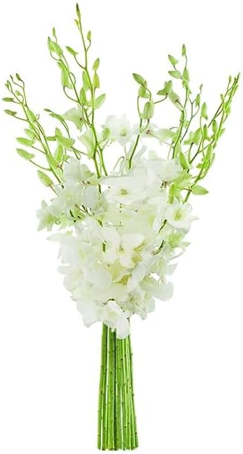 KaBloom - 20 White Orchid Without Vase - Fresh Flowers for Birthday, Valentine's & Mother's Day