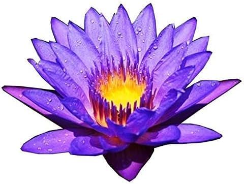 Live Waterlilies Rhizome Tuber Pre-Grown Tropical Waterliles Freshwater Indoor-Outdoor Pond Decoration Blue Flower