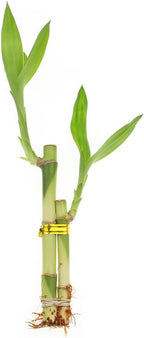 Live Lucky Bamboo 2 Stalk Love Arrangement in Round Green Ceramic Planter - 4 and 6 Inches Lucky Bamboo Indoor Potted House Plant for Home and Office Decor