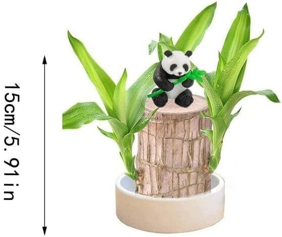 Brazilian Wood Plant Brazilian Lucky Wood Plant Indoor/Outdoor