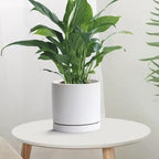 Yukfona Plant Saucer Pot Tray Planter Saucers 4 Pack 4 in,5 6 7 8 9 10 11 12 13 Inch for Indoors Outdoor, Durable Sturdy Ceramic Flower Drainage drip Water Tray for Glazed Pots Base (4 Inch-White)