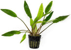 SubstrateSource Cryptocoryne Live Aquarium Plants - Freshwater Plant for Aquariums, Planted Fish Tanks - Beginner Friendly (Sri Lanka, 1 Pot (3-5 Plants))