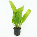 Live Aquarium Plants Variety Pack – Nursery’s Choice Easy Beginner 6-Pot Package | Freshwater Tank Starter Kit, Hardy Low-Light Aquatic Plants