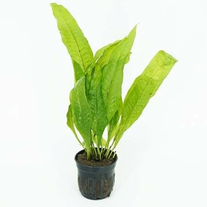 Live Aquarium Plants Variety Pack – Nursery’s Choice Easy Beginner 6-Pot Package | Freshwater Tank Starter Kit, Hardy Low-Light Aquatic Plants