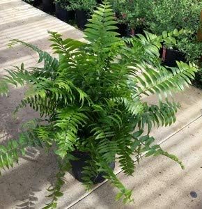 Macho Fern Plant - Live Sword Fern - Easy Care Plant - 14" to 18" Overall Height - 1 Gallon Planter - Tropical Plants of Florida