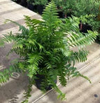 Macho Fern Plant - Live Sword Fern - Easy Care Plant - 14" to 18" Overall Height - 1 Gallon Planter - Tropical Plants of Florida