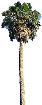 Mexican Fan Palm Tree Seeds, Washingtonia Robusta, Mexican Washingtonia, 15 Premium Quality Tree Seeds, Exotic Palm Tree, 60-80% Germination, (Isla's Garden Seeds)