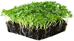 Kale Garden Seeds - Vates Blue Scotch Curled - 2 Gram Packet - Non-GMO, Heirloom- Vegetable Gardening & Microgreens