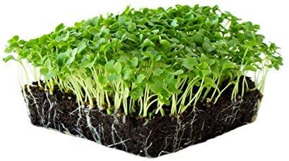 Kale Garden Seeds - Vates Blue Scotch Curled - 2 Gram Packet - Non-GMO, Heirloom- Vegetable Gardening & Microgreens