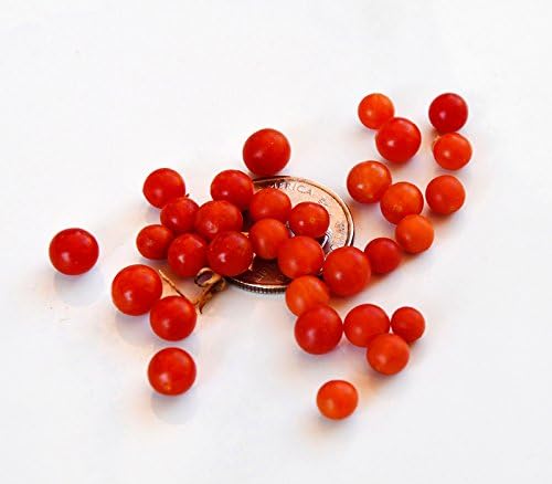 20+ Worlds Smallest Spoon Currant Tomato Seeds, Early, Heirloom Non-GMO, Rare, Early, Vigorous, Sweet, Indeterminate, Open-Pollinated, Delicious, from USA
