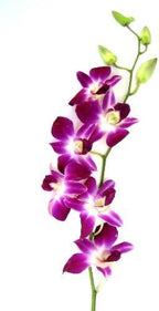 eflowerwholesale - Premium Cut Purple Orchids (20 stems with Vase) - Gift for Birthday, Spring, Easter, Graduation, Mother's Day (Support Small Business)