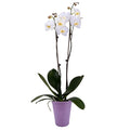 DecoBlooms Premium White 5” Orchid Live Indoor Plant (Modern Pot Included) – Grown in the USA - Fresh Flowering Home Decor Delivery for Birthday, Anniversary, Sympathy, Wedding, Mother's Day