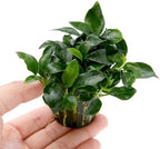 Marcus Fish Tanks Anubias Nana Petite Live Aquarium Plants Potted Freshwater Auatic Plant