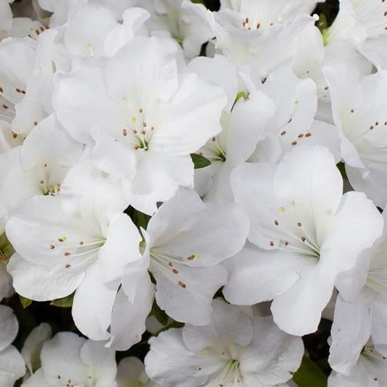 RedCrocus Girard's Pleasant White Azalea- Evergreen Shrub for Borders & Containers, Fragrant Spring Blooms, Deer-Resistant, Pet Safe, Well-Drained Acidic Soil, Compact & Shade Tolerant 3 G