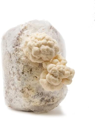 Lion's Mane Mushroom Mini-Farm Grow Kit, 5lbs, Non-GMO, Easy to Use, Grow Your Mushrooms at Home, Produced by Real Farmers in California