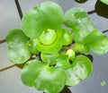 Water Hyancinth - Floating Live Pond Plant by Aquarium Plants Discounts