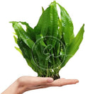 Swimming Creatures™ Live Aquarium Plants (Java Fern (1 Bunch))