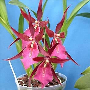 4 Live Orchid Plants + HP to Choose (Oncidiums + Heat Pack)