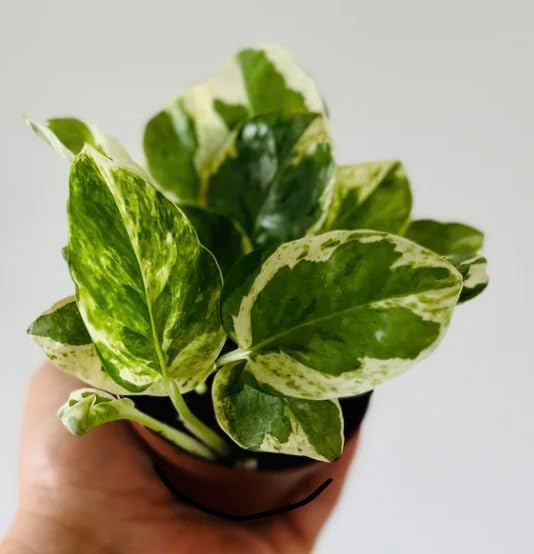 Pearl & Jade Pothos - 2 Inch Potted and Rooted - Great Indoor Plant - Air Purification - Easy Care