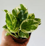 Pearl & Jade Pothos - 2 Inch Potted and Rooted - Great Indoor Plant - Air Purification - Easy Care