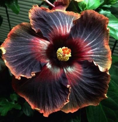 30PCS Rare Black Rainbow Hibiscus Seeds - Stunning Black Blooms for Colorful Gardens